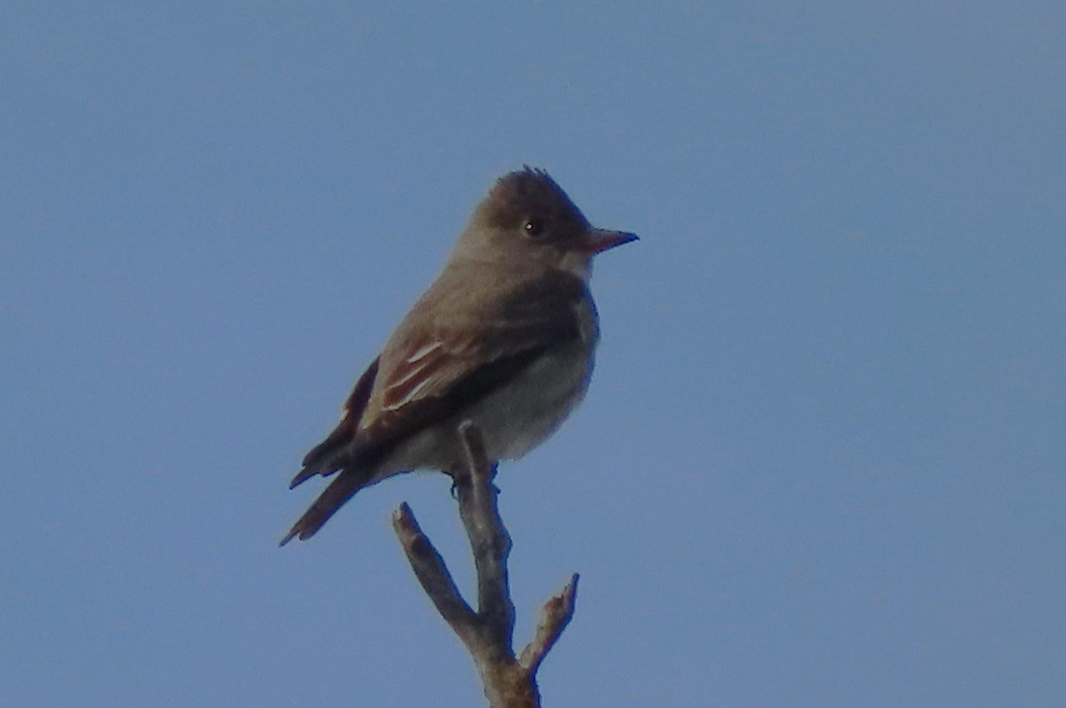 Western Wood-Pewee - ML619943281