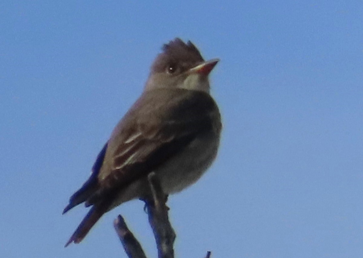 Western Wood-Pewee - ML619943282