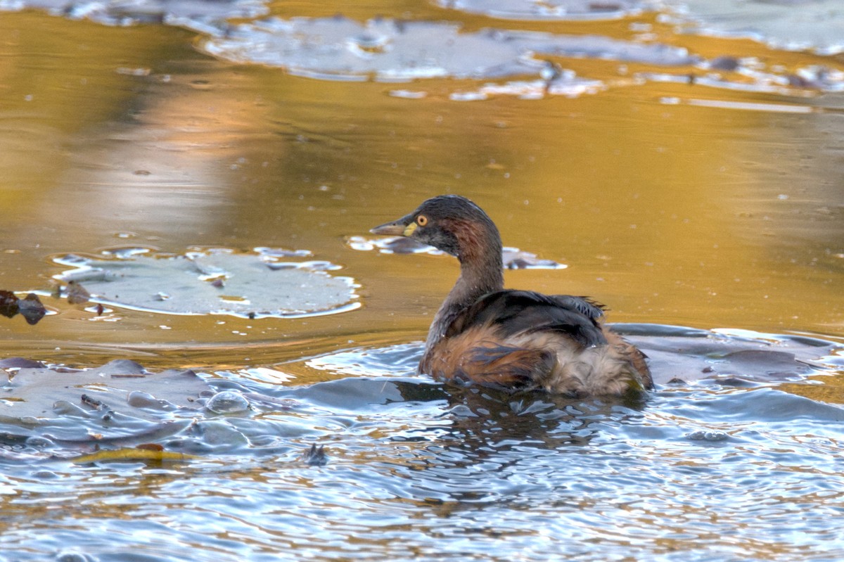 Australasian Grebe - Travis Vance