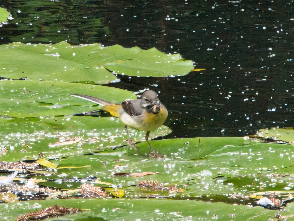 Gray Wagtail - ML619943287
