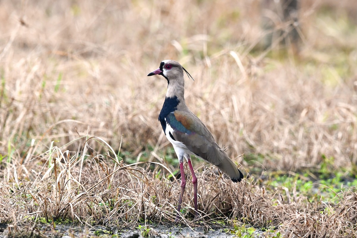 Andean Lapwing - ML619943290