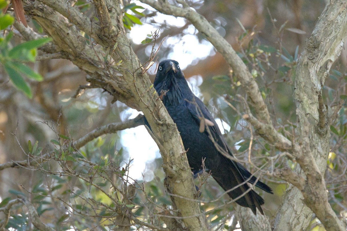 Cuervo Australiano - ML619943304