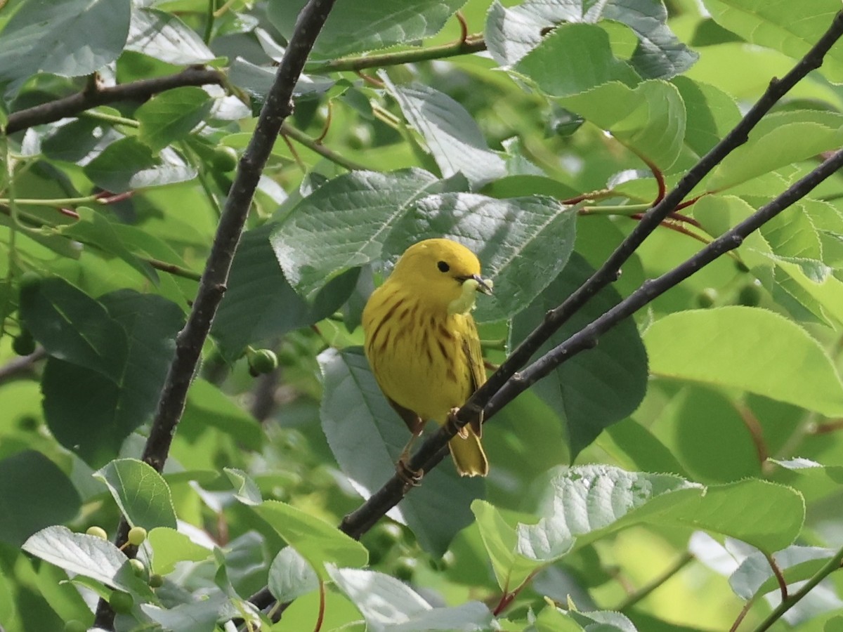 Yellow Warbler - Joanne Morrissey