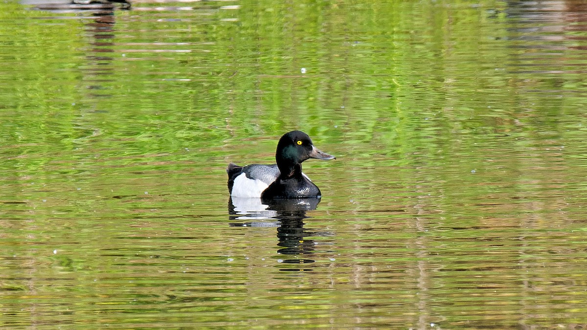 Greater Scaup - ML619943349