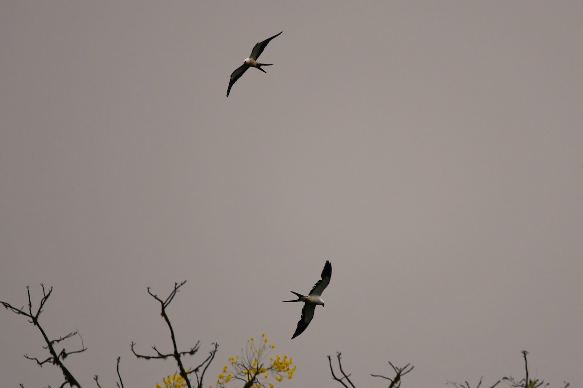 Swallow-tailed Kite - ML619943353
