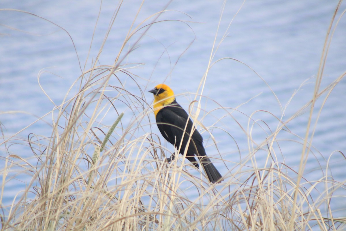 Yellow-headed Blackbird - ML619943358