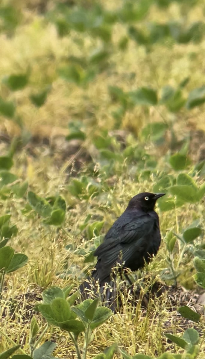 Brewer's Blackbird - ML619943359