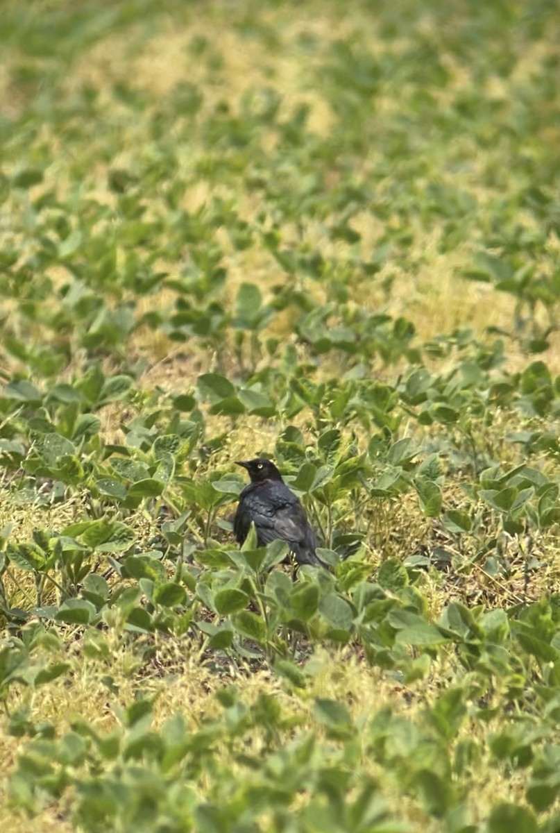 Brewer's Blackbird - ML619943360