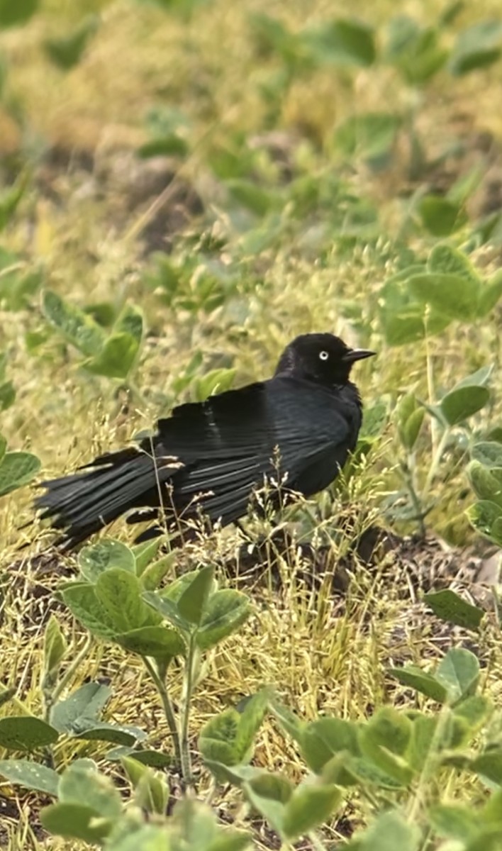 Brewer's Blackbird - ML619943361