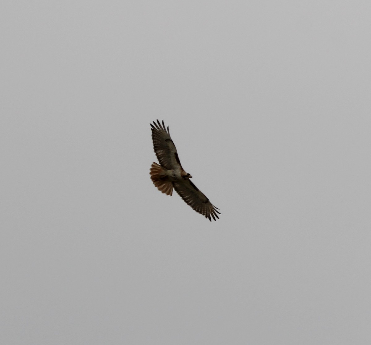Red-tailed Hawk - ML619943373