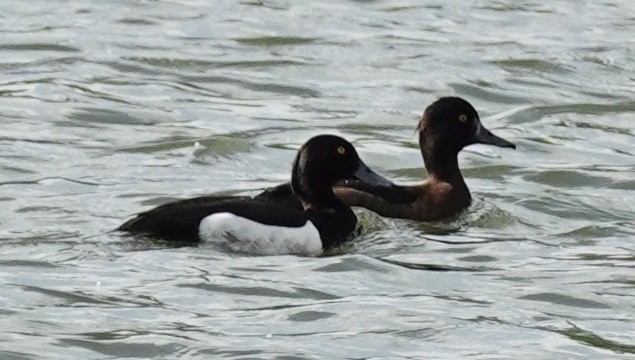 Tufted Duck - ML619943384