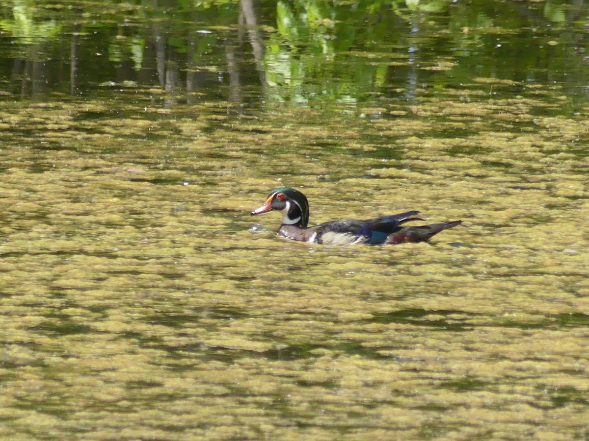 Wood Duck - ML619943388