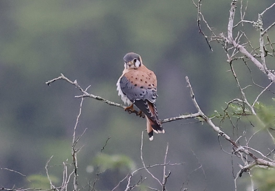 American Kestrel (Hispaniolan) - ML619943393