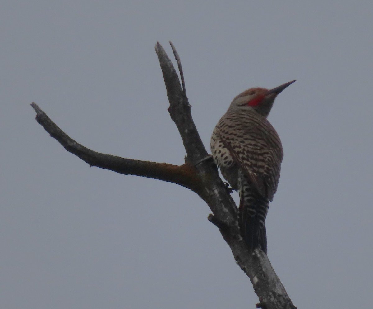 Northern Flicker - ML619943395