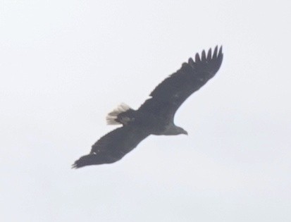 White-tailed Eagle - ML619943403