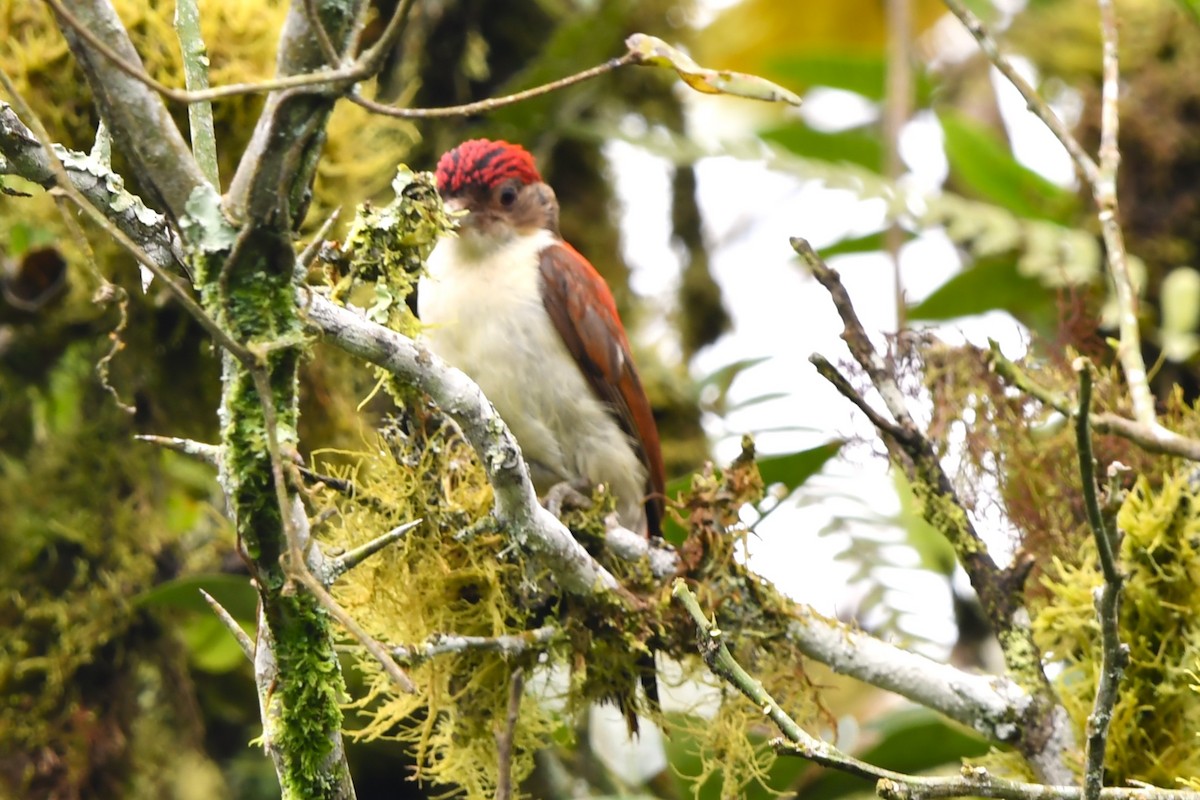 Scarlet-backed Woodpecker - ML619943405