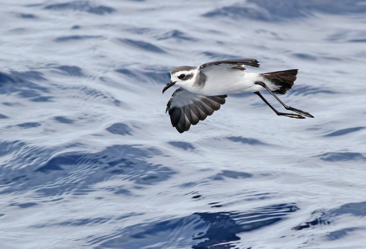 White-faced Storm-Petrel - ML61994341