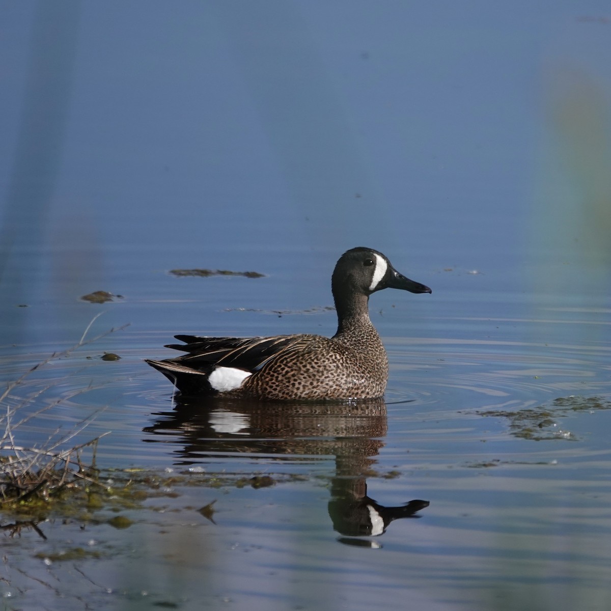 Blue-winged Teal - ML619943426