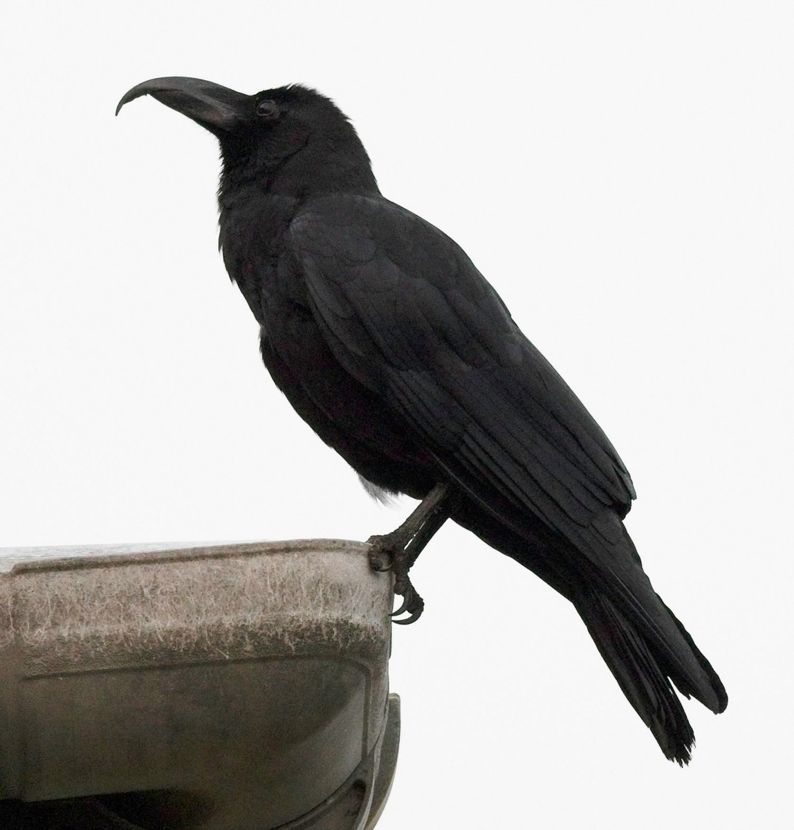 Large-billed Crow - ML619943437