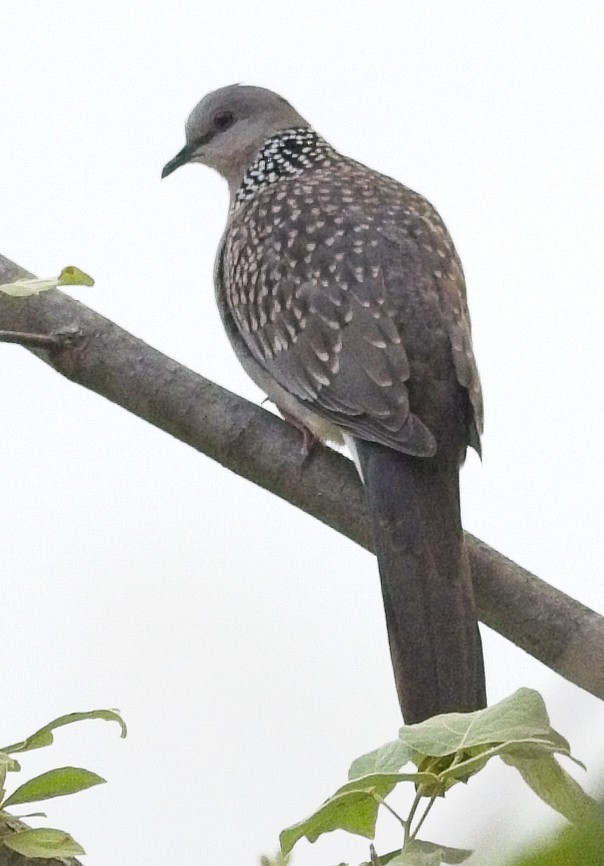 Spotted Dove - ML619943442