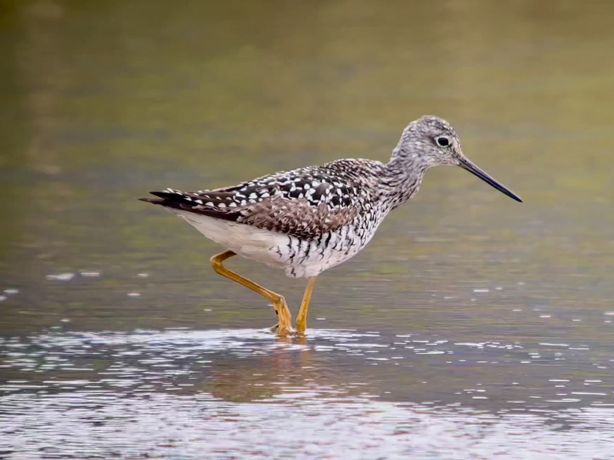 Greater Yellowlegs - ML619943467