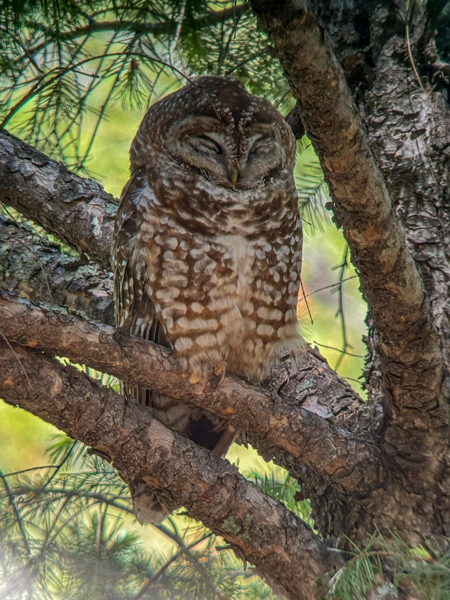 Spotted Owl - ML619943472