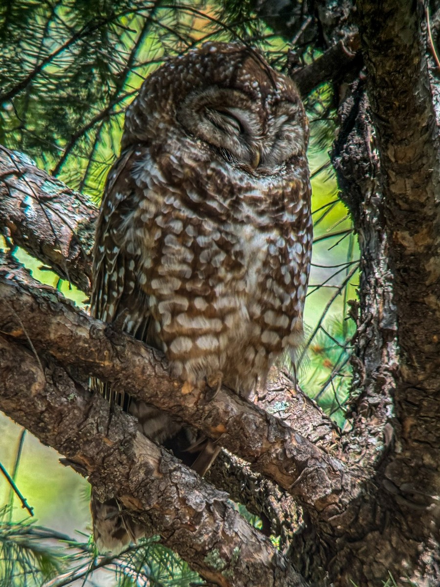 Spotted Owl - ML619943473