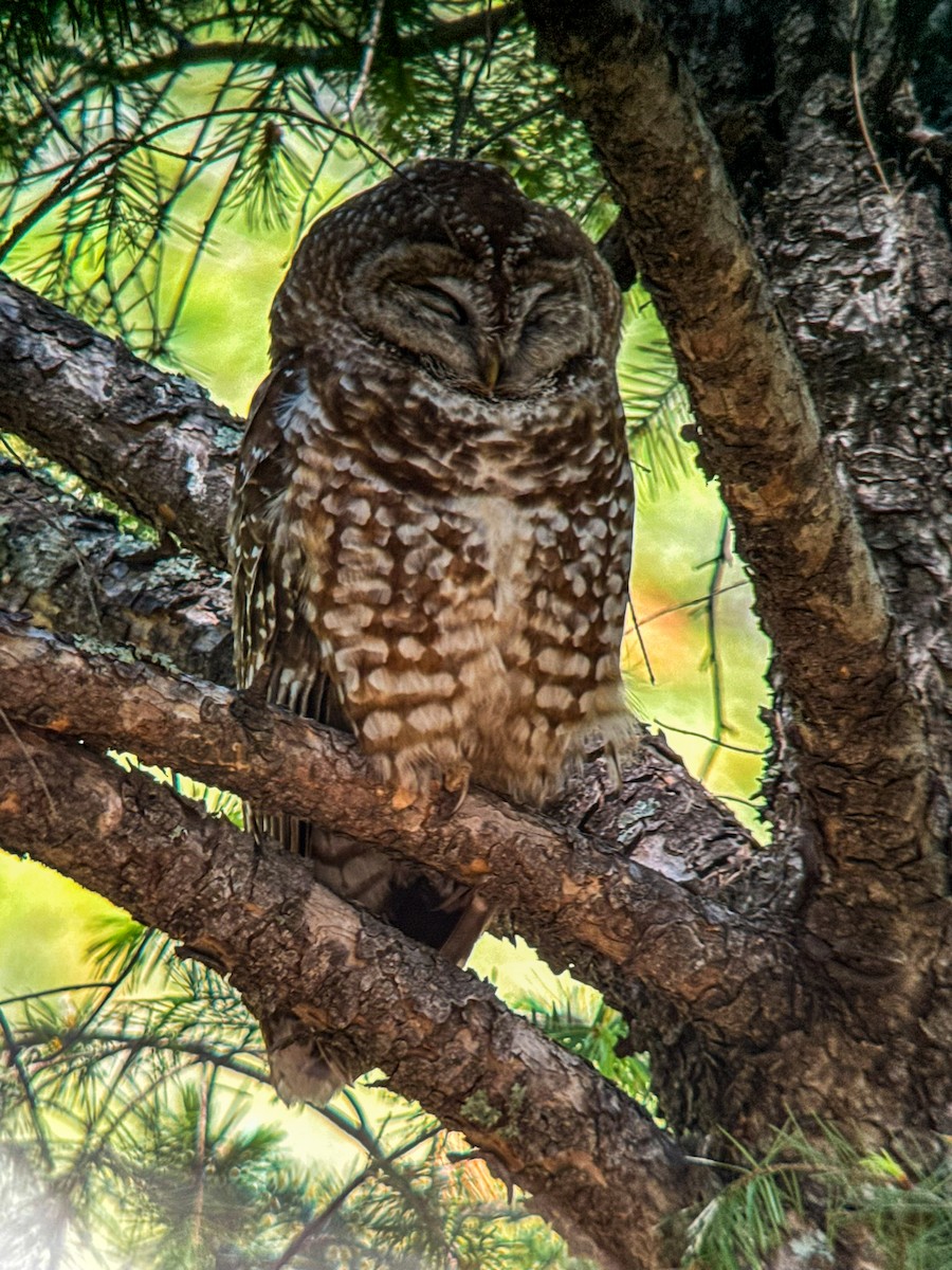 Spotted Owl - ML619943474