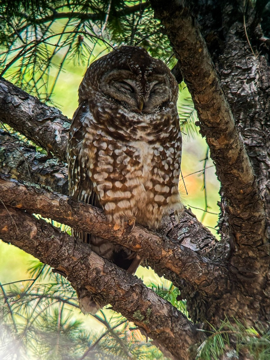 Spotted Owl - ML619943475