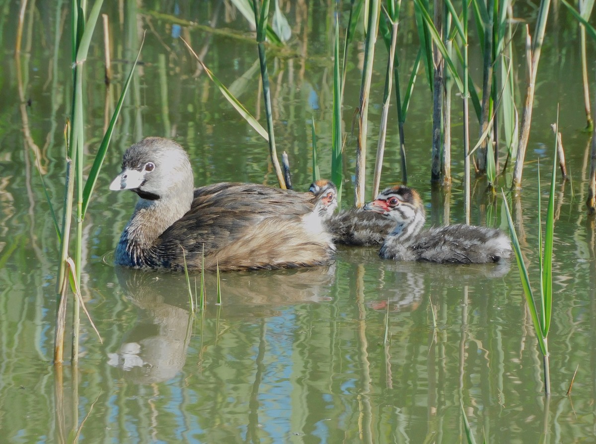 Pied-billed Grebe - Deborah Kurtz