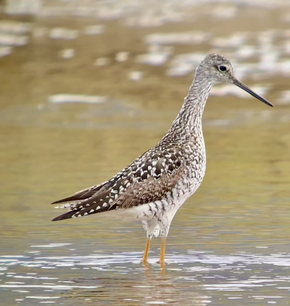 Greater Yellowlegs - ML619943490