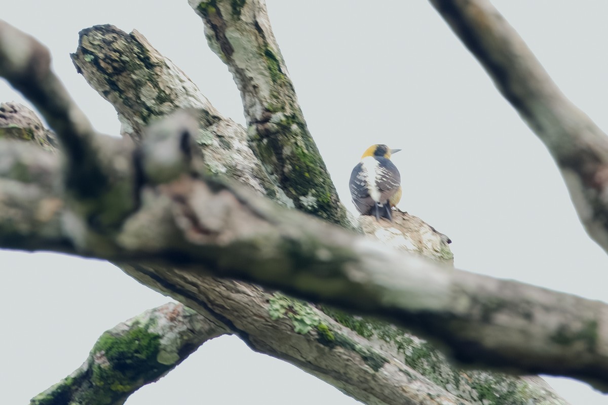 Golden-naped Woodpecker - ML619943528