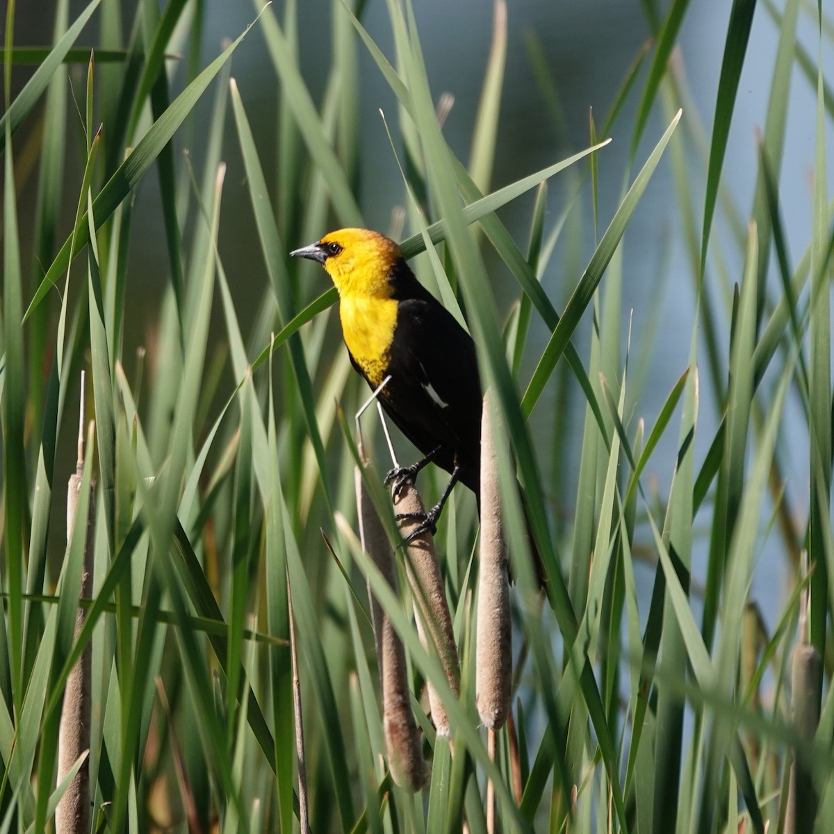 Yellow-headed Blackbird - ML619943559