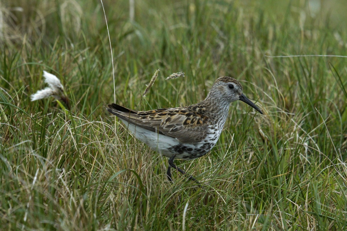 Alpenstrandläufer - ML619943566