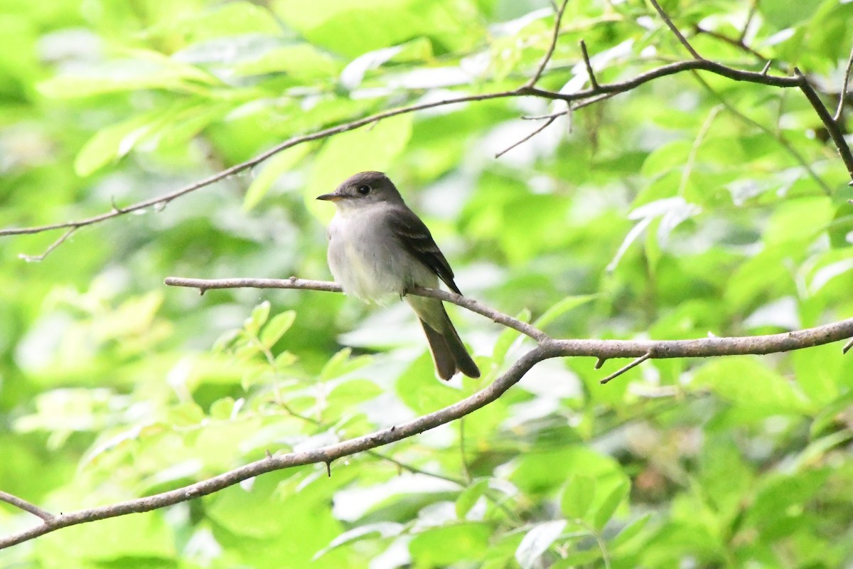 Eastern Wood-Pewee - ML619943568