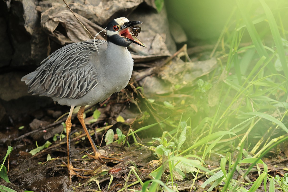 Yellow-crowned Night Heron - ML619943577