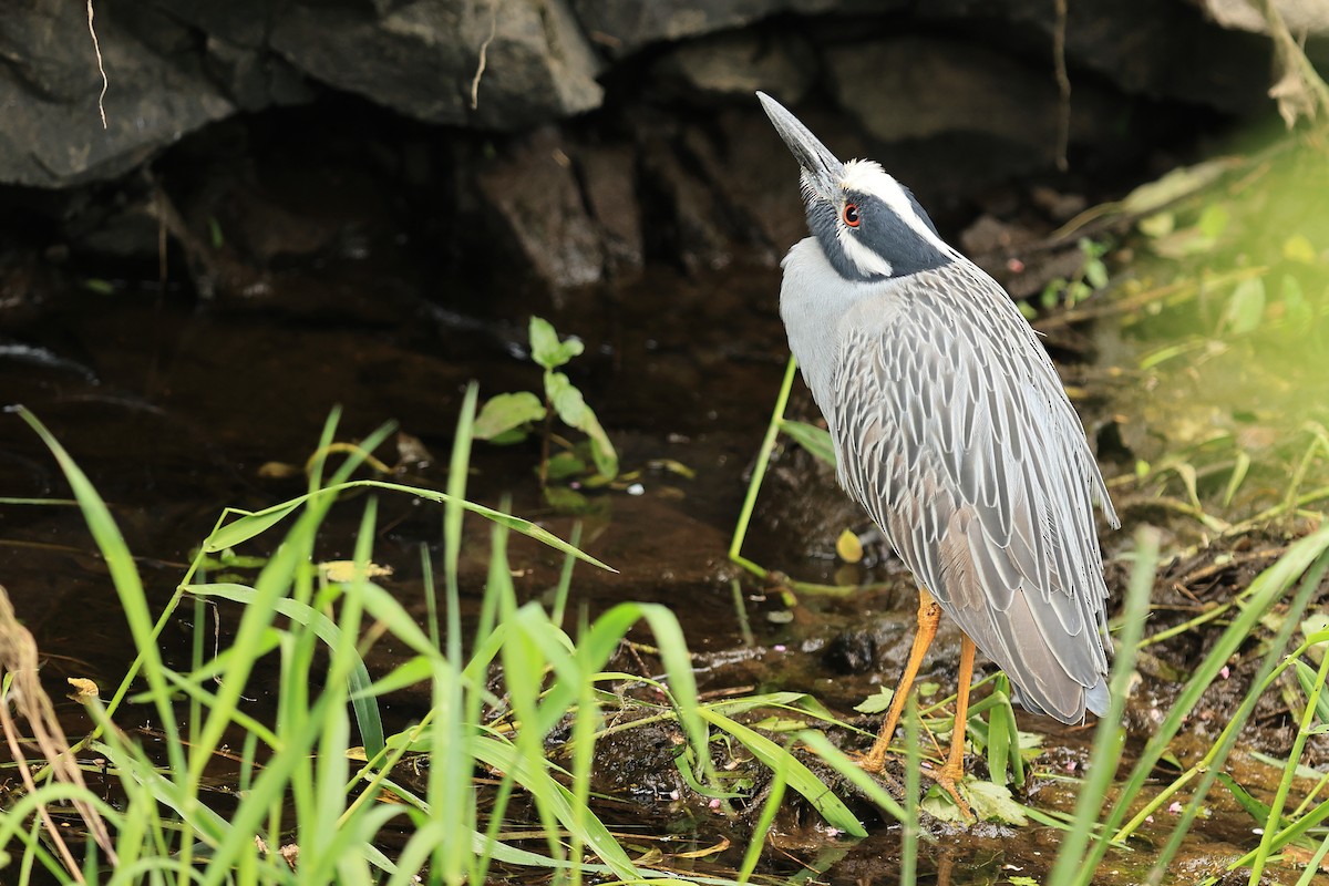 Yellow-crowned Night Heron - ML619943579