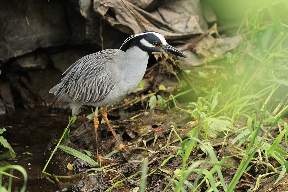 Yellow-crowned Night Heron - ML619943580