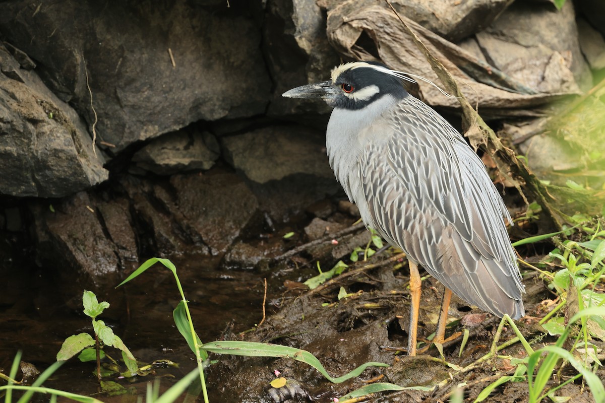 Yellow-crowned Night Heron - ML619943581