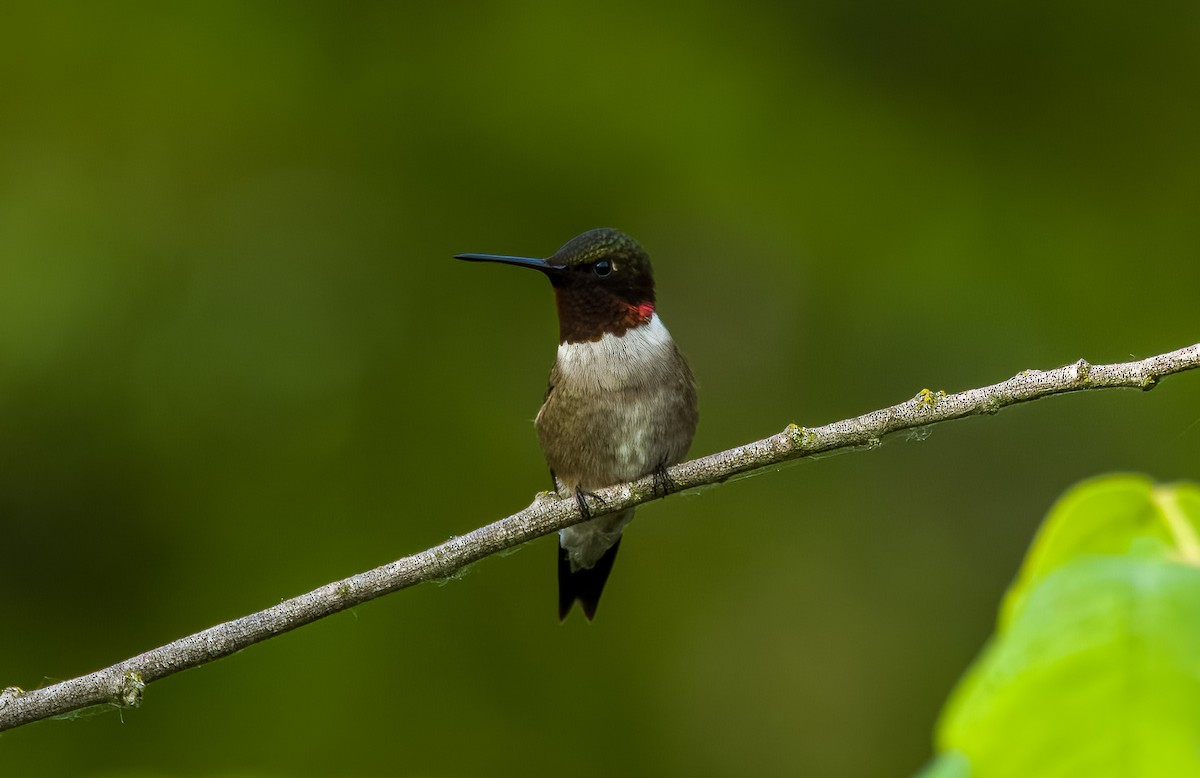 Ruby-throated Hummingbird - ML619943588
