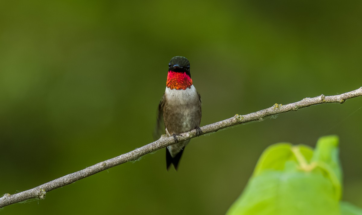 Ruby-throated Hummingbird - Matt Ratcliffe