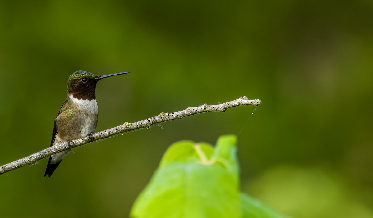 Ruby-throated Hummingbird - ML619943590