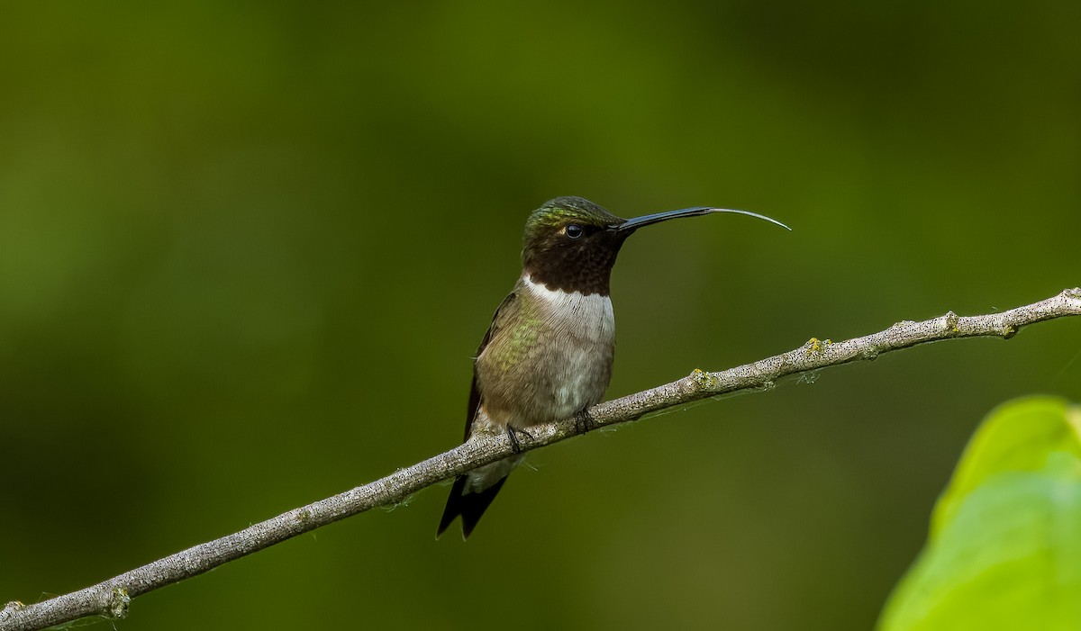 Ruby-throated Hummingbird - ML619943591
