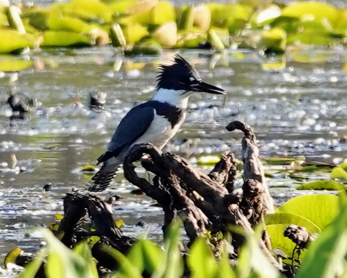 Belted Kingfisher - ML619943609