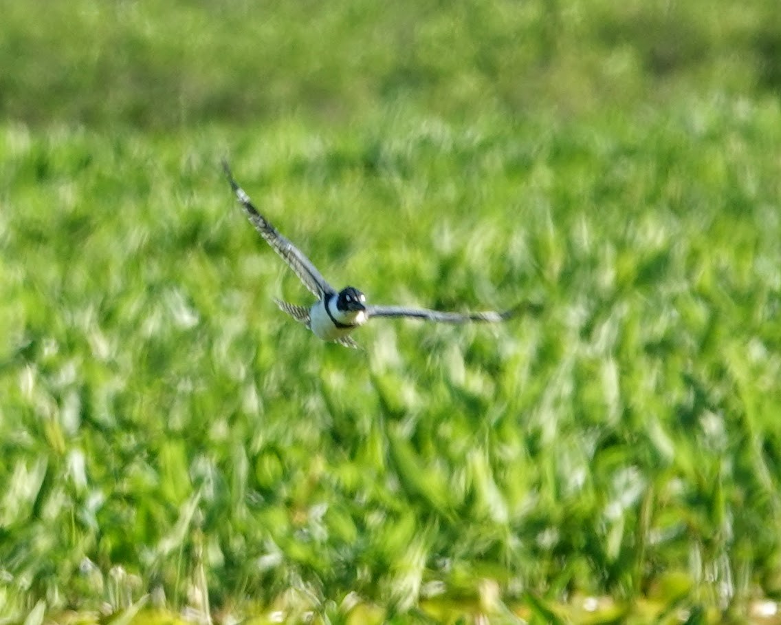 Belted Kingfisher - ML619943612