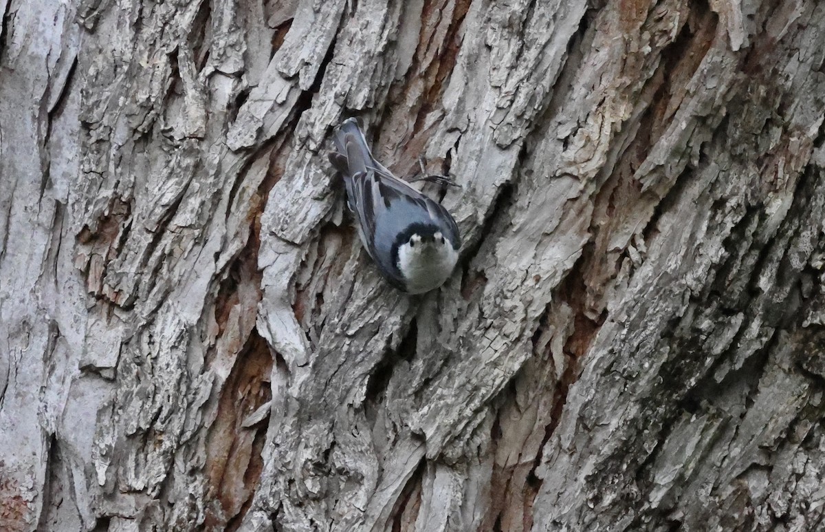 White-breasted Nuthatch - ML619943615