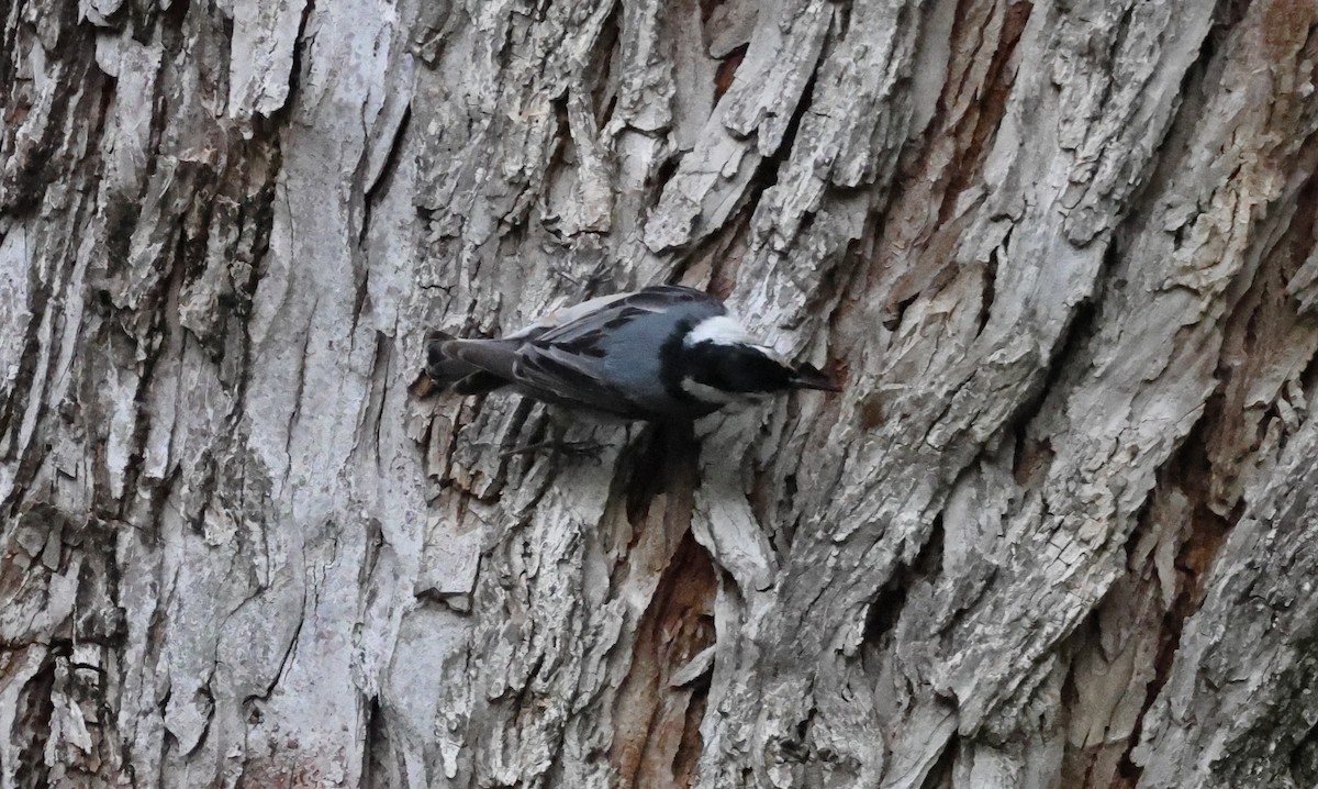 White-breasted Nuthatch - ML619943616