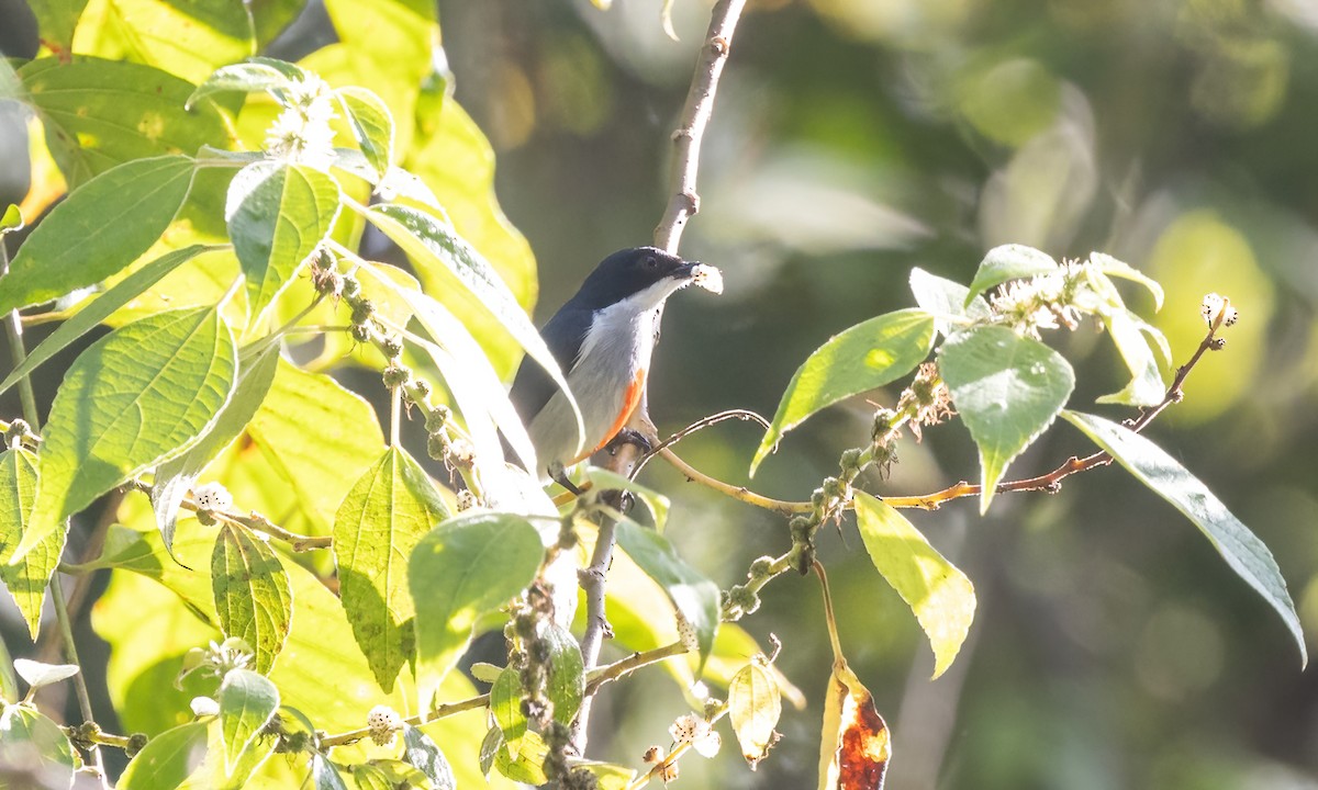 Red-keeled Flowerpecker - ML619943641