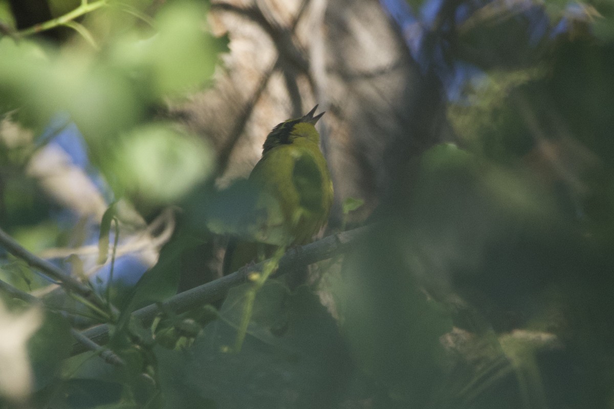 Kentucky Warbler - ML619943651