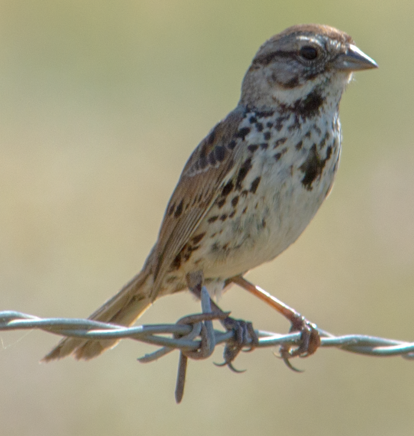 Savannah Sparrow - ML619943669